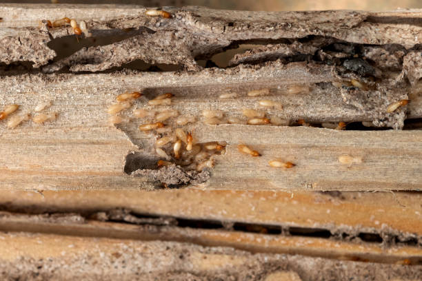 Best Flea Control Services  in Coopersburg, PA